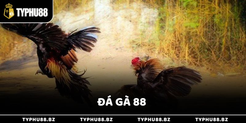 Sân Chơi Đá Gà 88 Trực Tuyến Hấp Dẫn Đa Dạng Hình Thức
