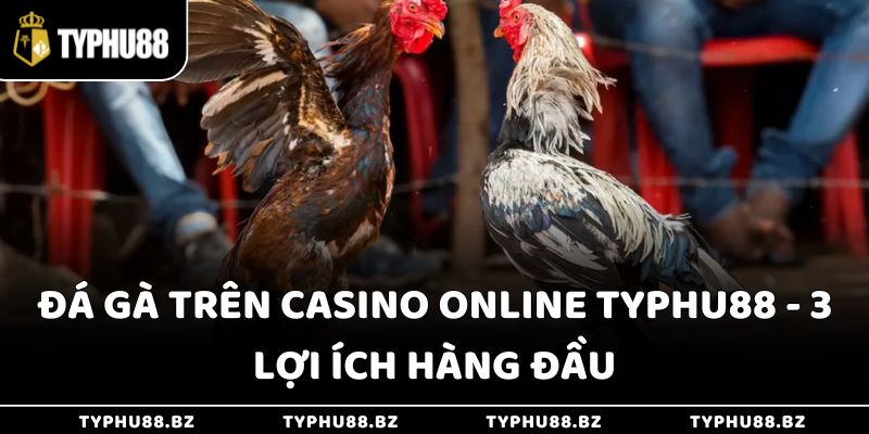 Đá Gà Trên Casino Online Typhu88 - 3 Lợi Ích Hàng Đầu