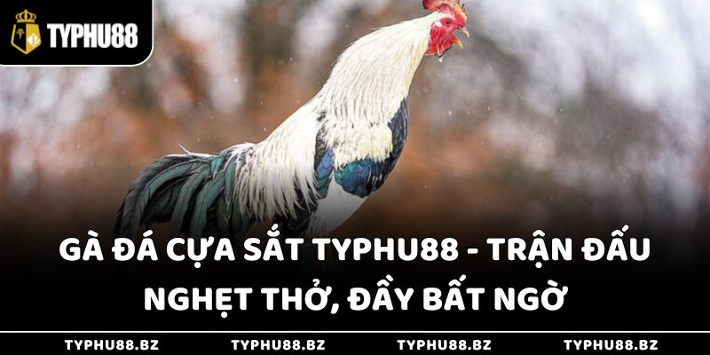Gà Đá Cựa Sắt Typhu88 - Trận Đấu Nghẹt Thở, Đầy Bất Ngờ