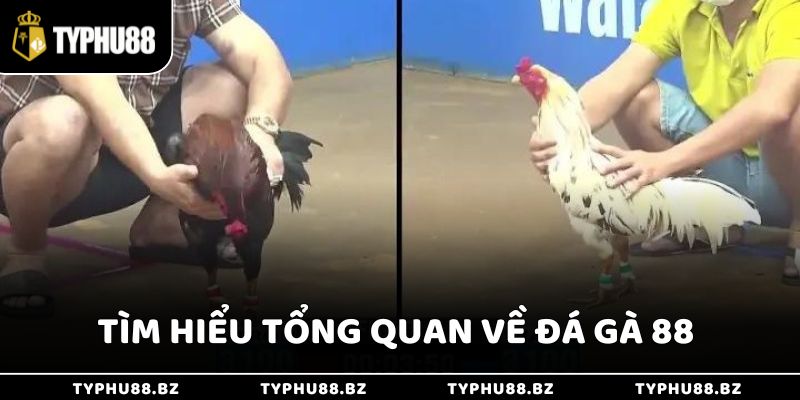 Giới thiệu tổng quan về địa chỉ cá cược Đá Gà 88