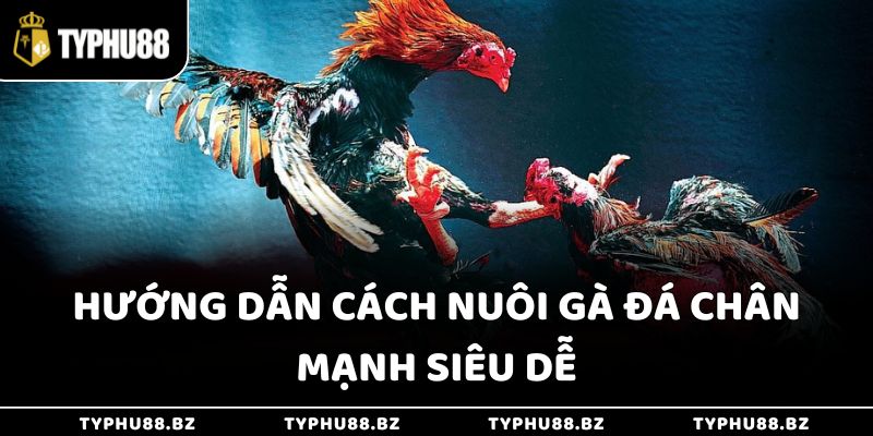 Cách Nuôi Gà Đá Chân Mạnh - Gia Tăng Chiến Lực Nhanh 4 Hướng dẫn cách nuôi gà đá chân mạnh siêu dễ