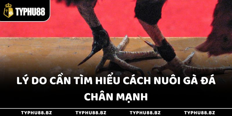Cách Nuôi Gà Đá Chân Mạnh - Gia Tăng Chiến Lực Nhanh 2 Lý do cần tìm hiểu cách nuôi gà đá chân mạnh