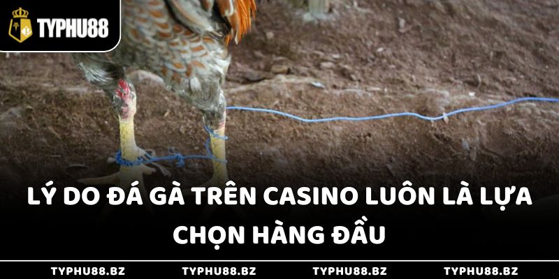 Đá Gà Trên Casino Online Typhu88 - 3 Lợi Ích Hàng Đầu 3 Lý do đá gà trên Casino luôn là lựa chọn hàng đầu