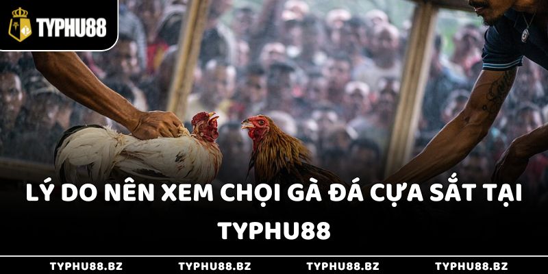 Lý do nên xem chọi gà đá cựa sắt tại Typhu88