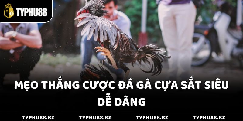 Mẹo thắng cược đá gà cựa sắt siêu dễ dàng