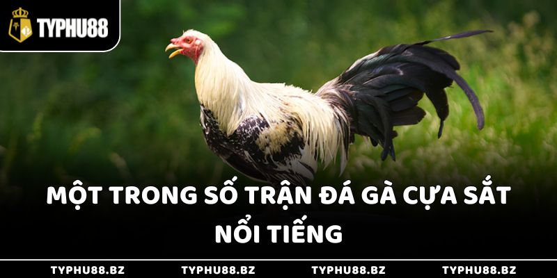 Một trong số trận đá gà cựa sắt nổi tiếng