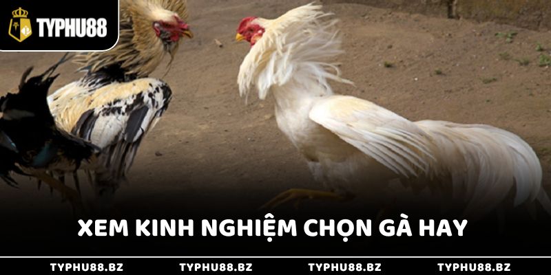 Xem kinh nghiệm chọn gà giúp bạn tự tin hơn khi đặt cược và tăng tỷ lệ chiến thắng