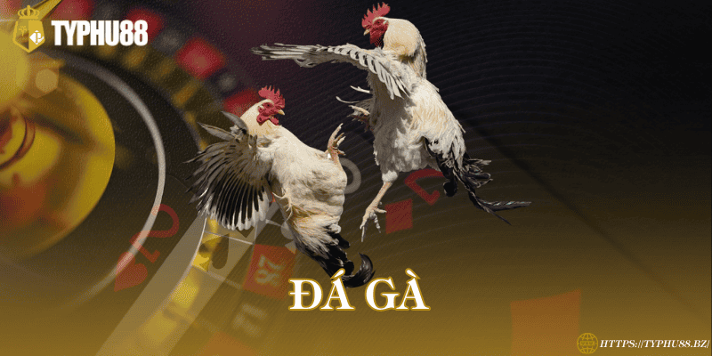 TYPHU88 - Trang đăng Ký & Đăng Nhập Mới Nhất 2026 31 Đá gà